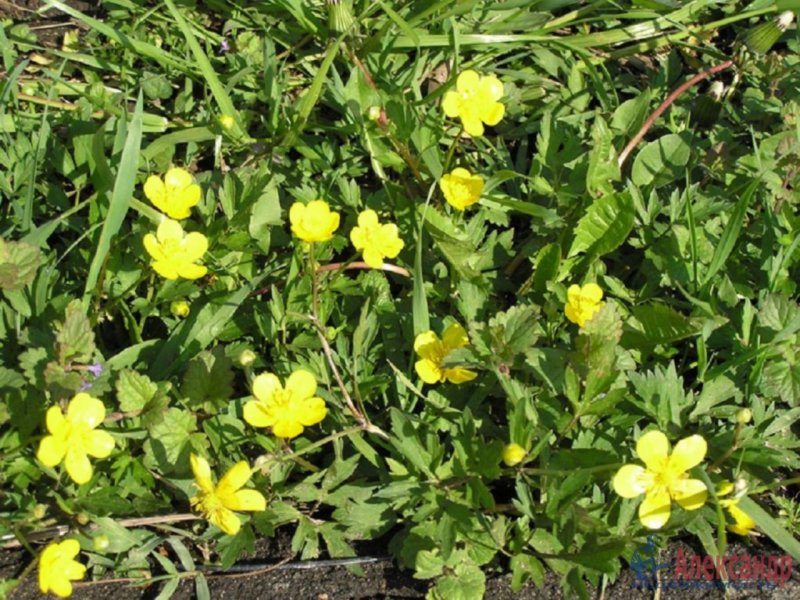 Лютик едкий Ranunculus repens