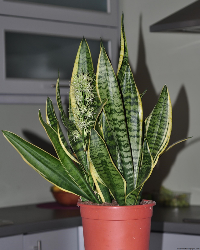 Sansevieria trifasciata