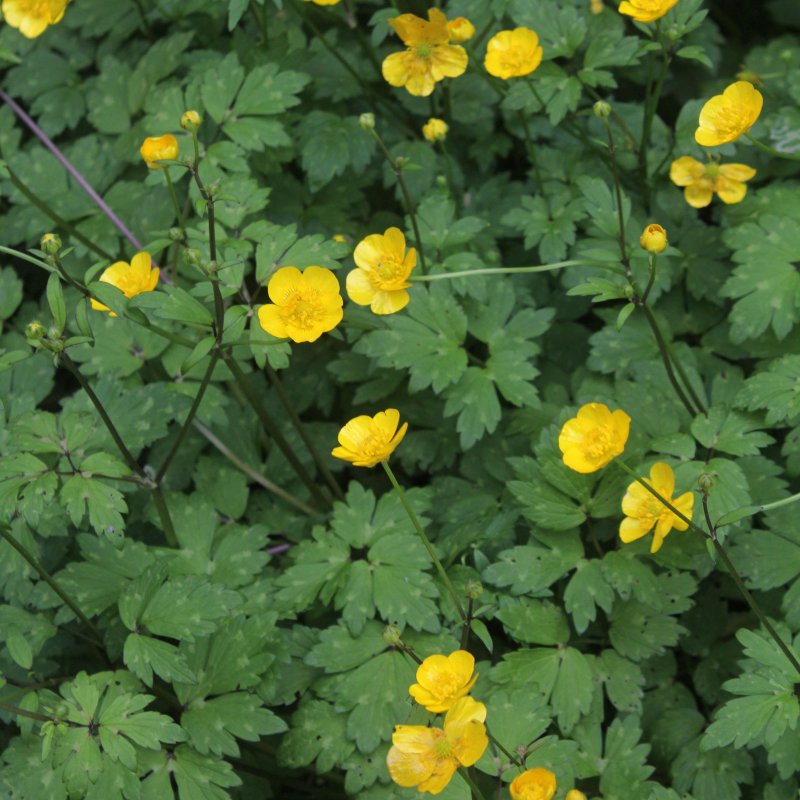 Ranunculus graminifolia