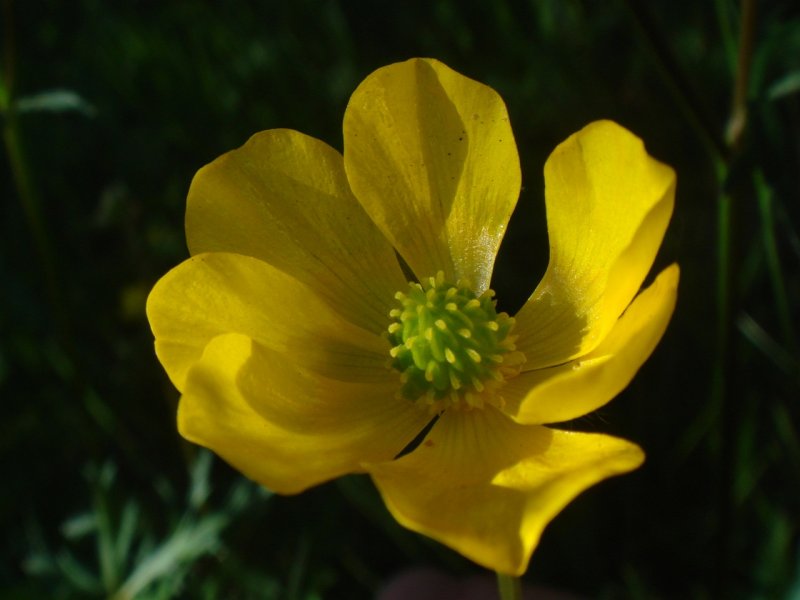 Ranunculus bulbosus (Лютик клубненосный