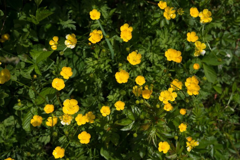 Лютик Ranunculus bulbosus