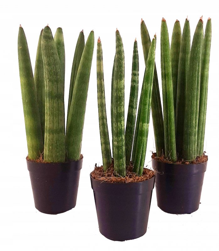 Сансевиерия цилиндрическая Sansevieria cylindrica