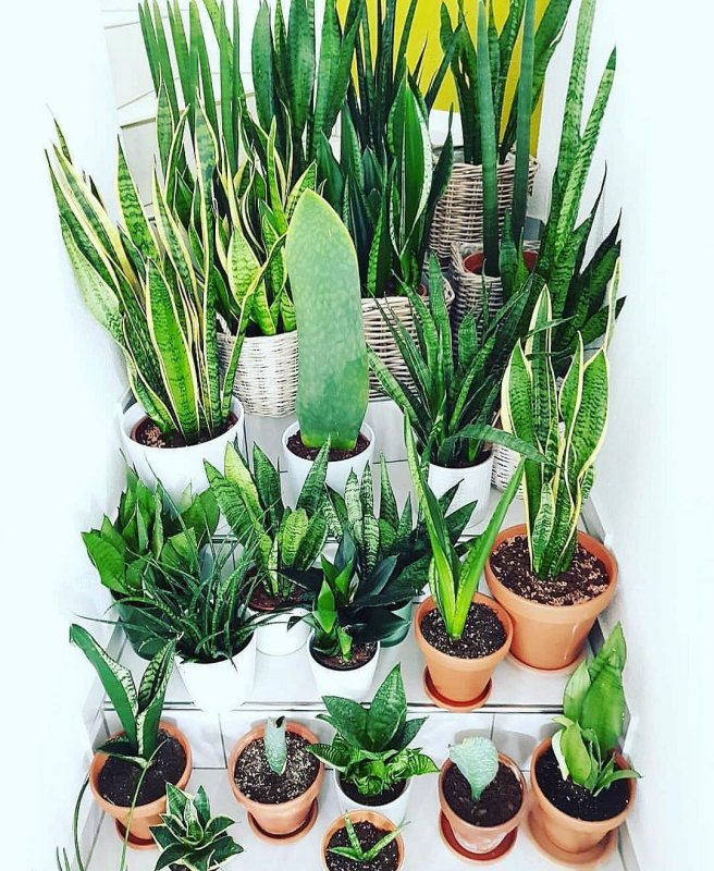 Сансевиерия трехполосная (Sansevieria trifasciata)