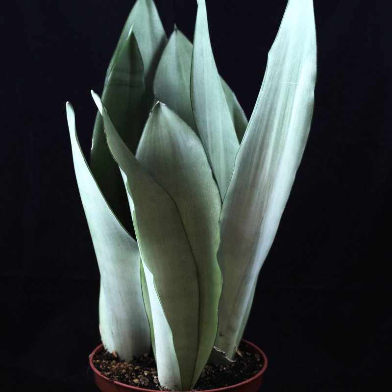 Sansevieria trifasciata ареал