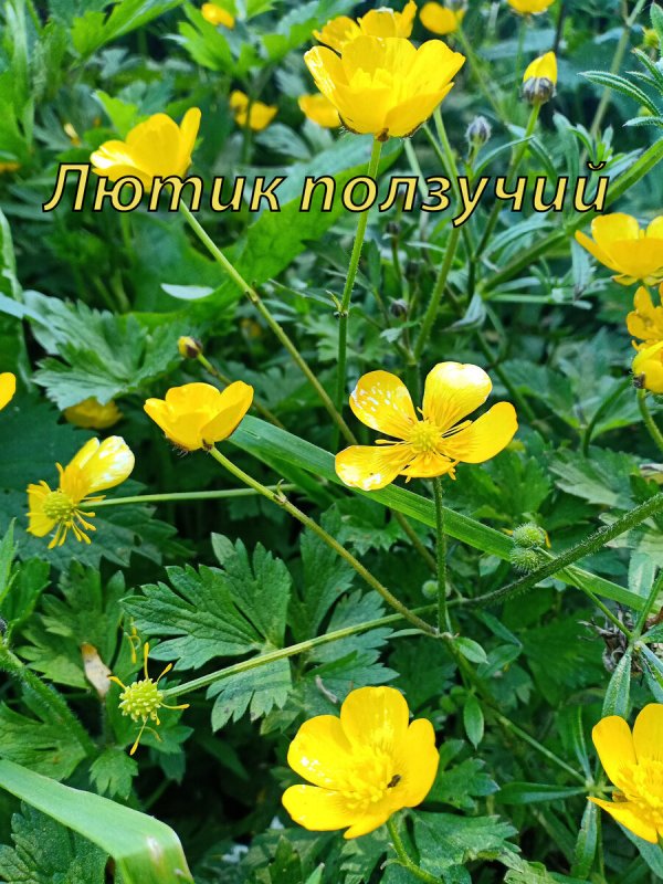 Лютик Сибирский