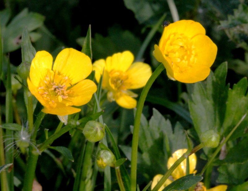 Лютик едкий Ranúnculus Ácris l.