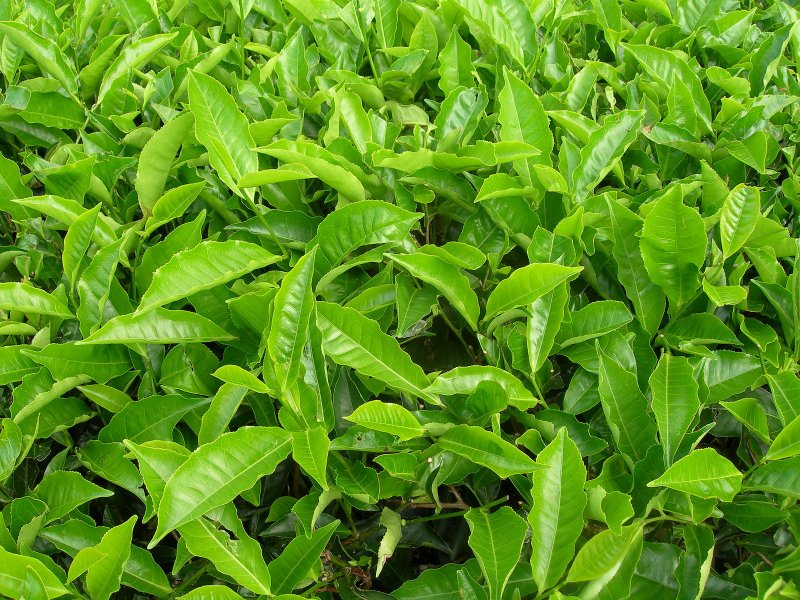 Camellia sinensis Leaf