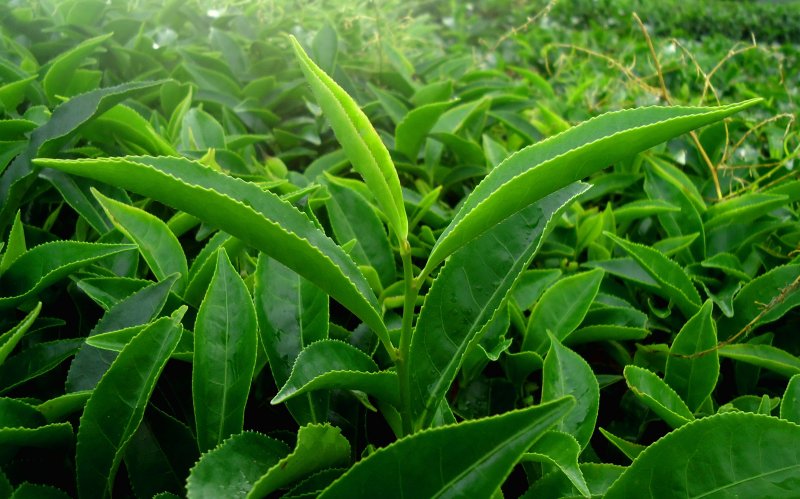 Camellia sinensis Leaf extract