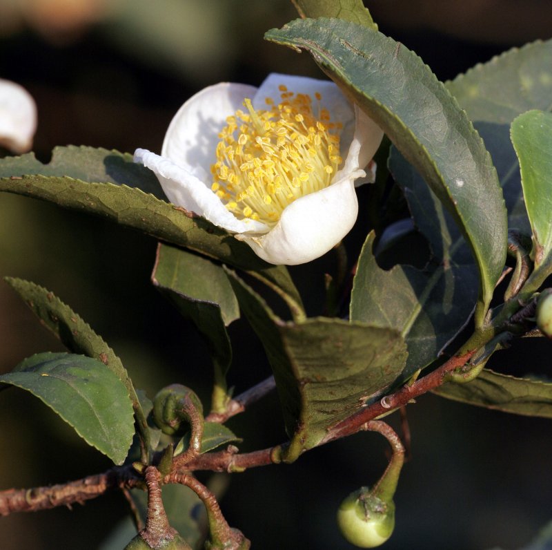 Camellia sinensis Leaf extract