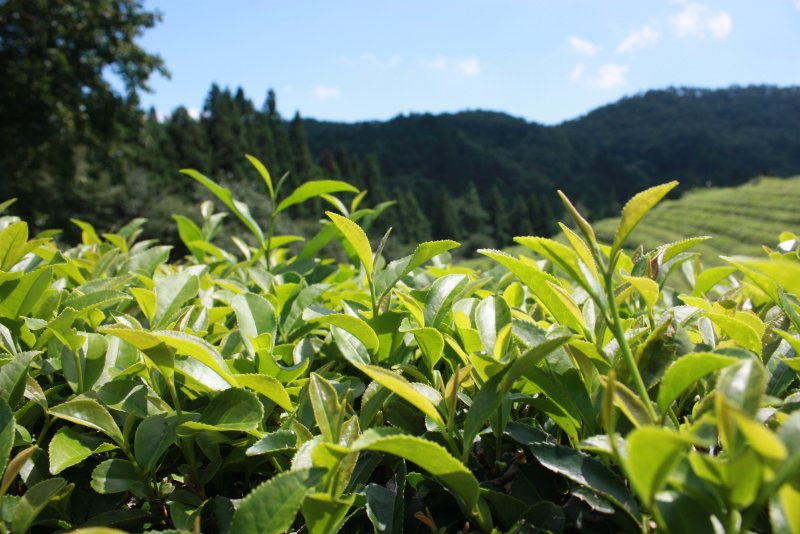 Camellia sinensis Green Tea Leaf
