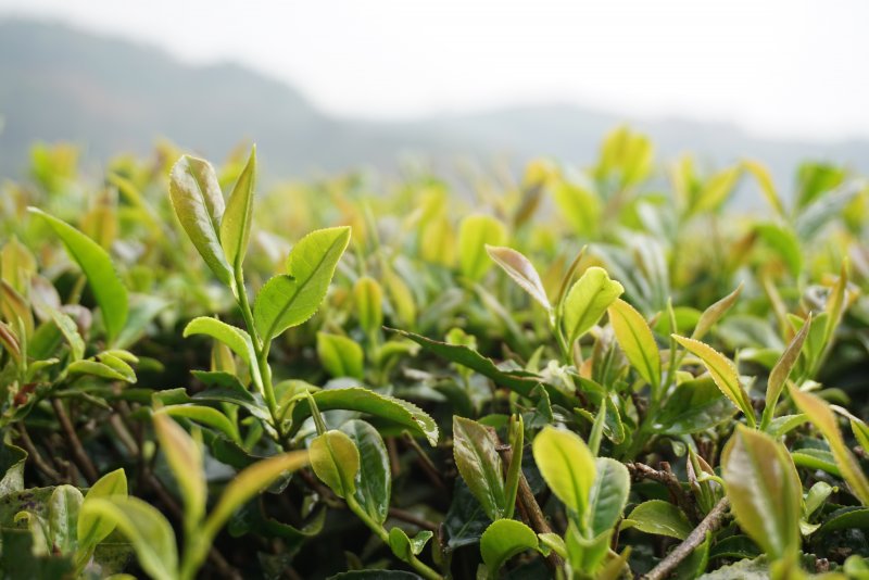 Листьев Camellia sinensis