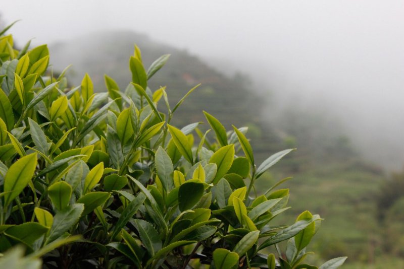 Camellia sinensis чай