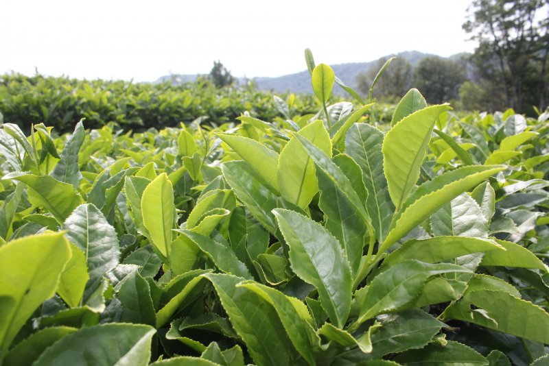 Камелия sinensis