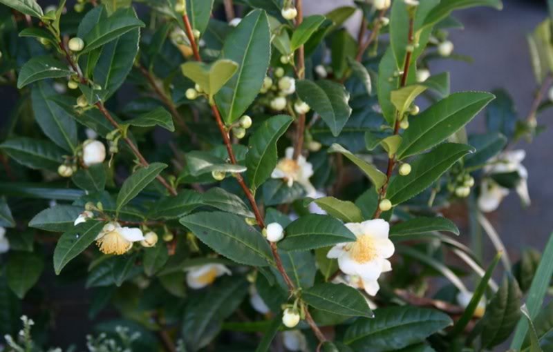 Camellia sinensis Leaf extract
