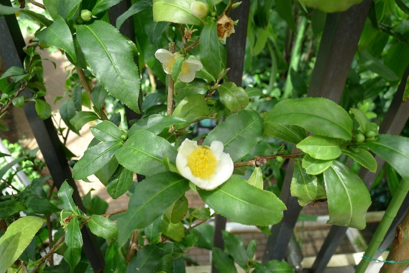 Camellia sinensis Leaf