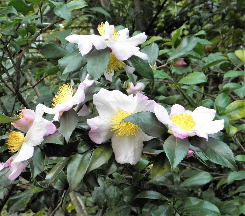 Camellia sinensis Green Tea Leaf