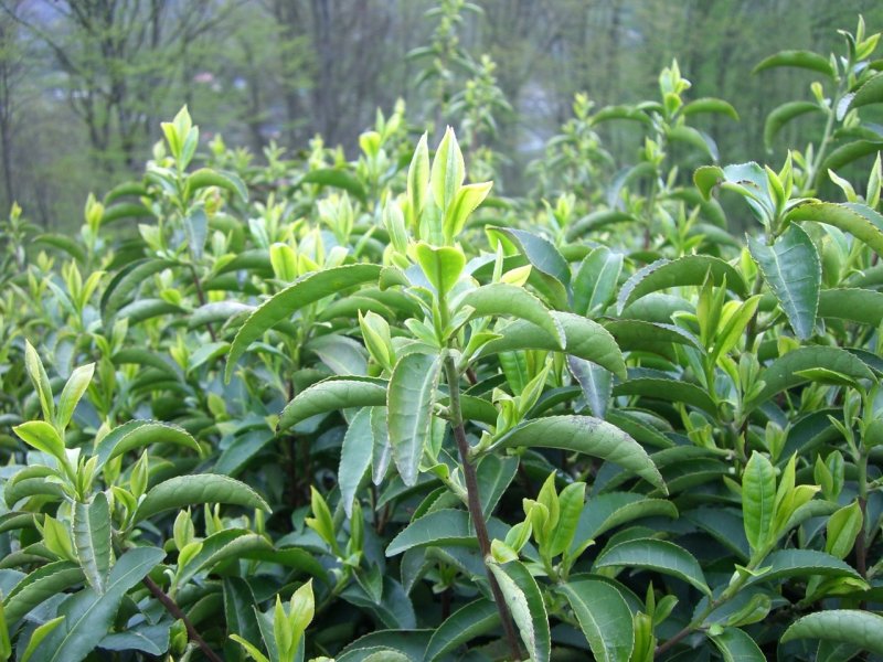Camellia sinensis