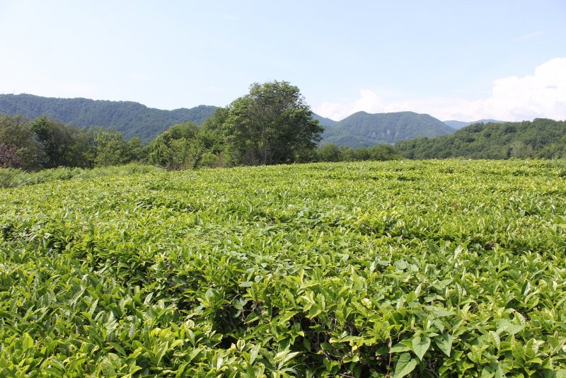 Camellia sinensis плод