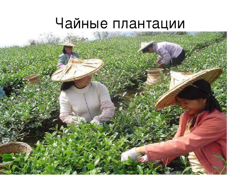 Camellia sinensis var. Assamica