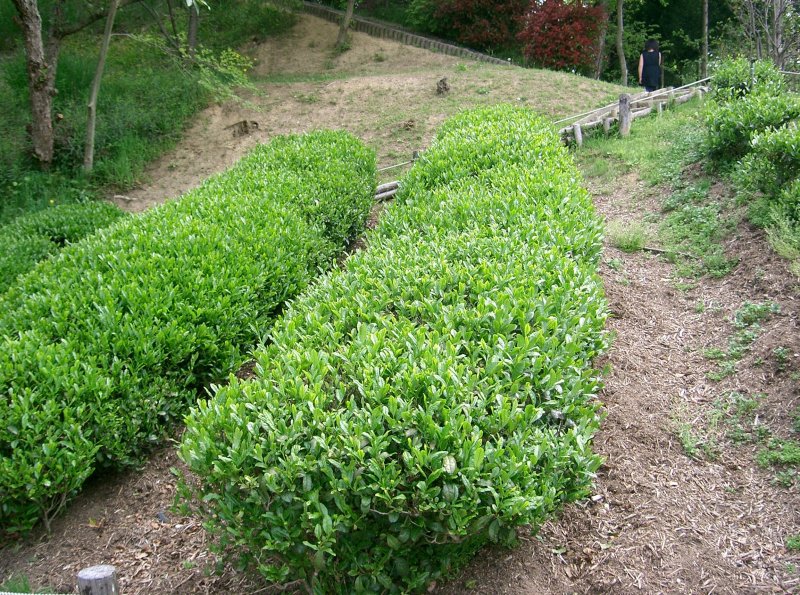 Camellia sinensis Leaf