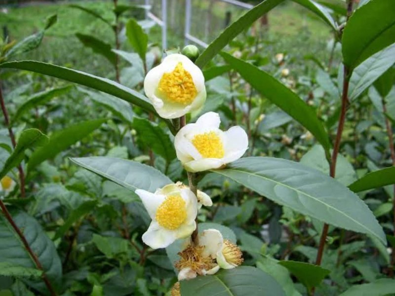Зеленый чай (Camellia sinensis)