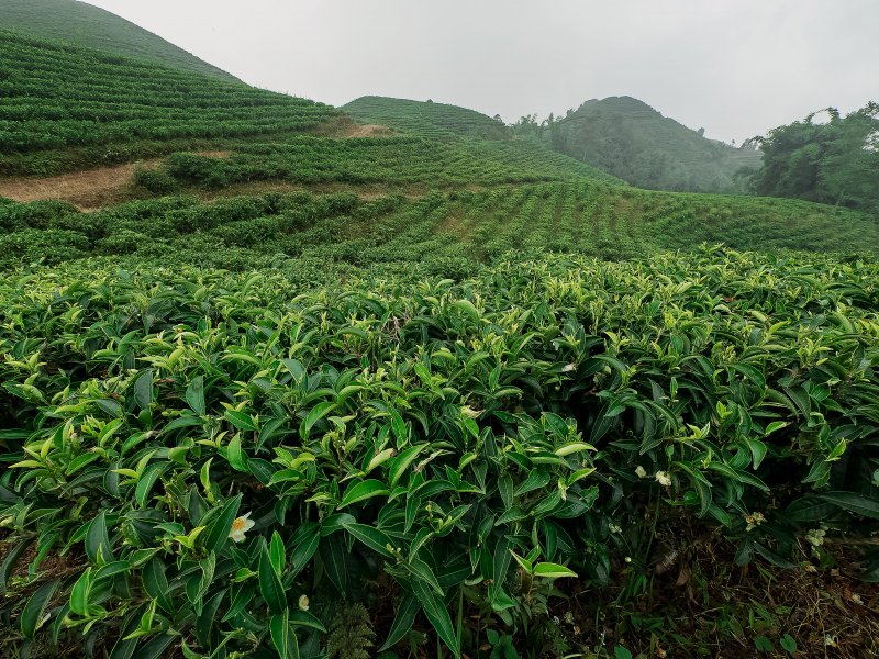 Camellia sinensis Green Tea Leaf