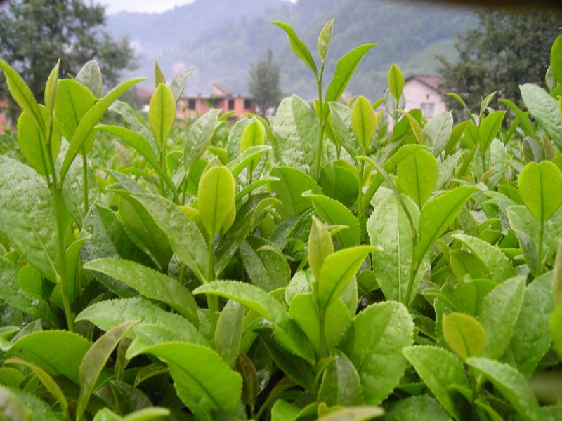 Camellia sinensis Leaf extract
