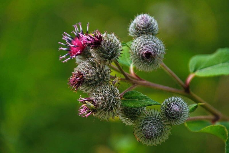 Репейник (Burdock)