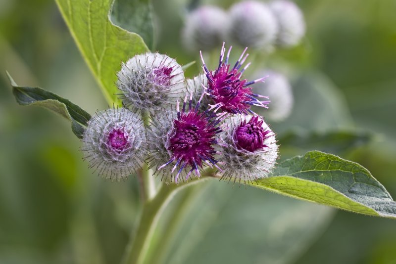 Репейник (Burdock)