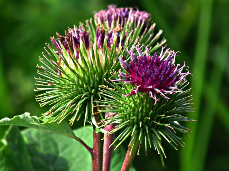 Репейник (Burdock)