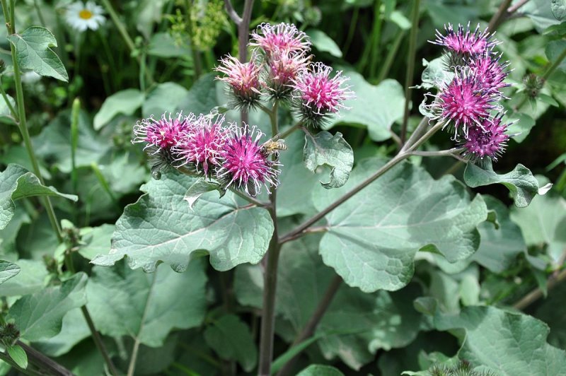 Arctium Lappa l.