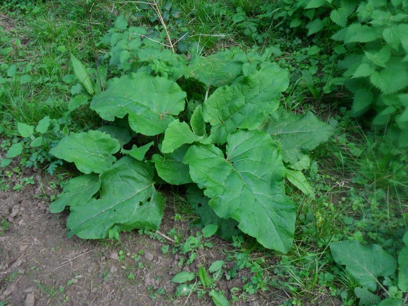 Горький лопух