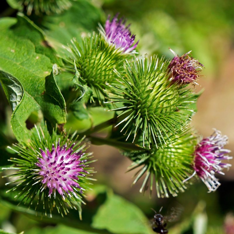 Репейник (Burdock)