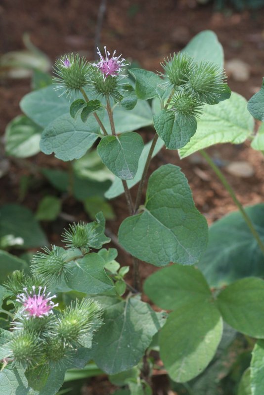 Репейник (Burdock)