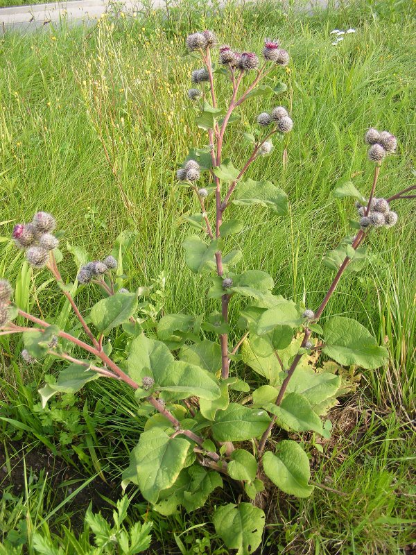 Репейник (Burdock)