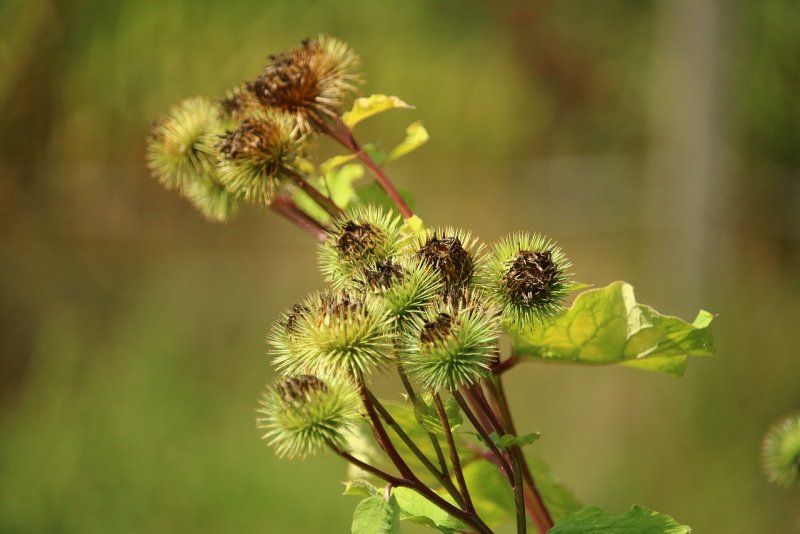 Репейник (Burdock)
