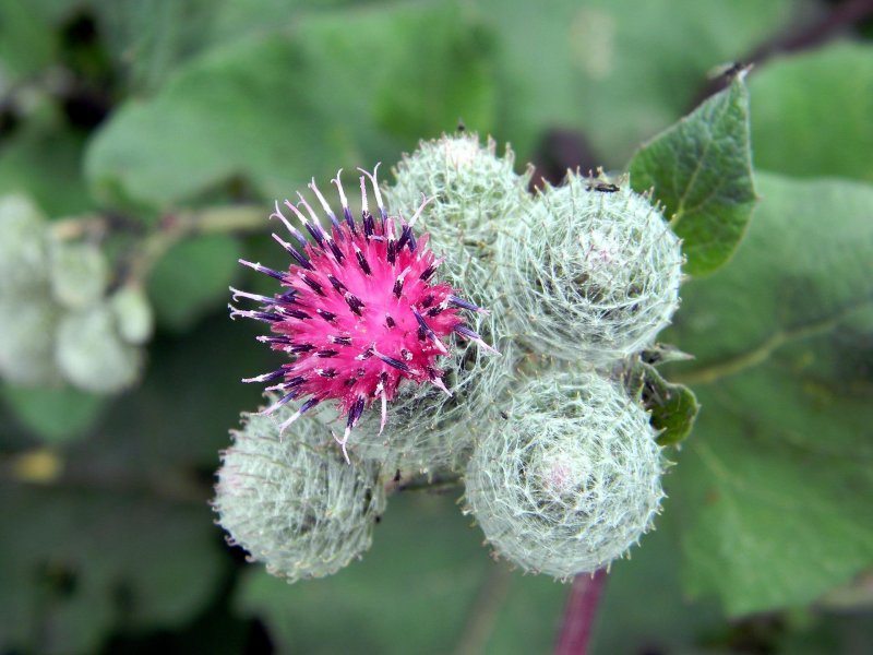 Репейник (Burdock)