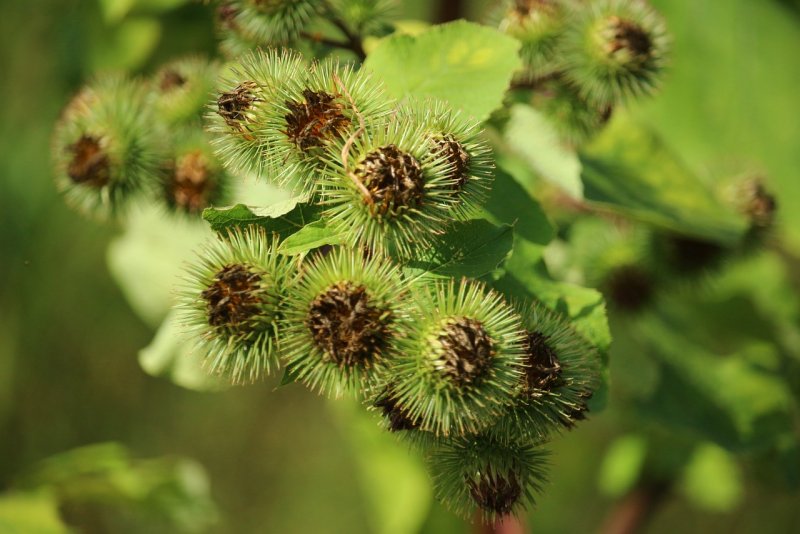 Лопух большой Arctium Lappa