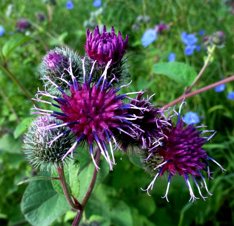 Репейник (Burdock)