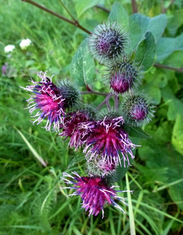 Репейник (Burdock)