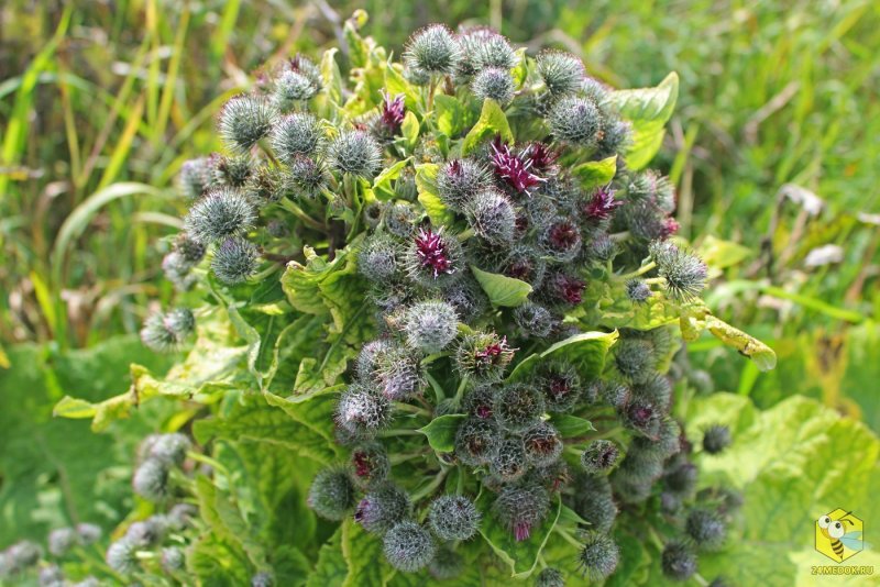 Лопух войлочный - Arctium tomentosum
