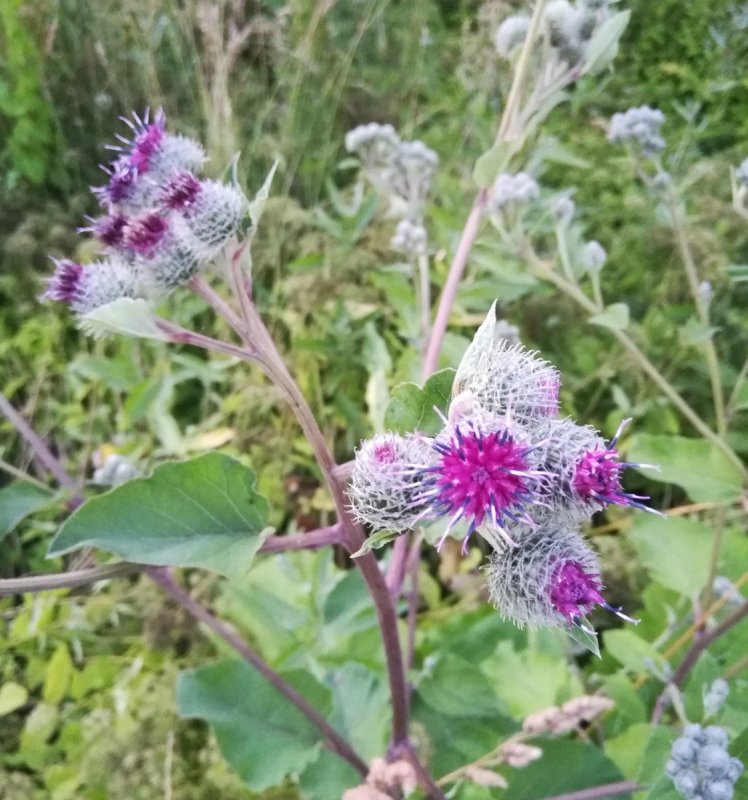 Лопух большой Arctium Lappa