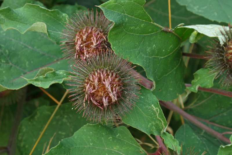 Лопух большой Arctium Lappa