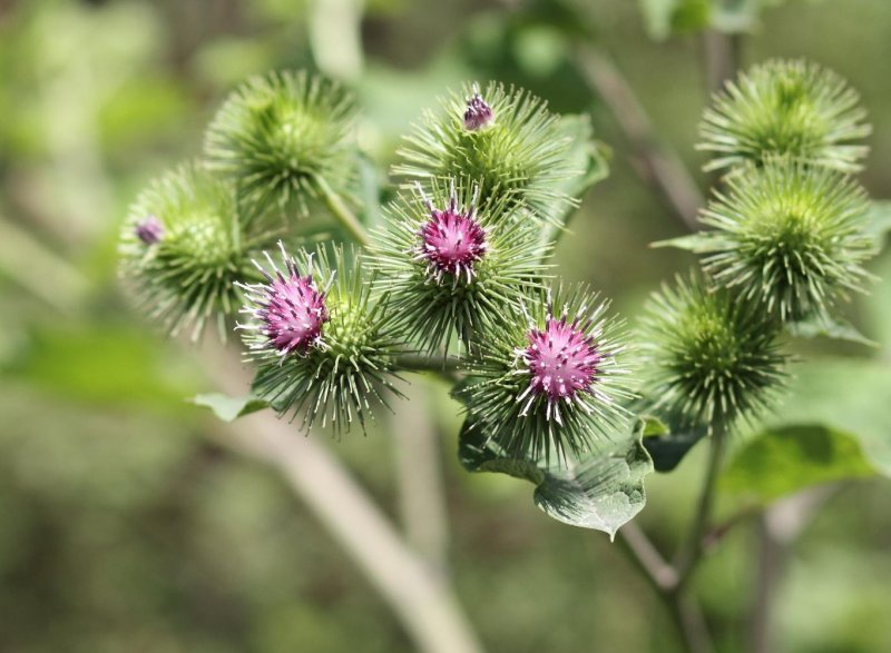 Лопух большой - Arctium Lappa l