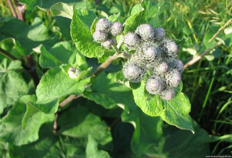 Репейник (Burdock)