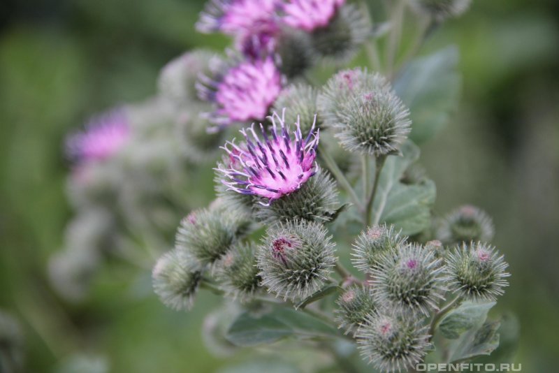 Лопух большой Arctium Lappa