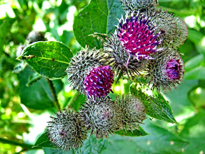 Лопух большой репейник Arctium Lappa
