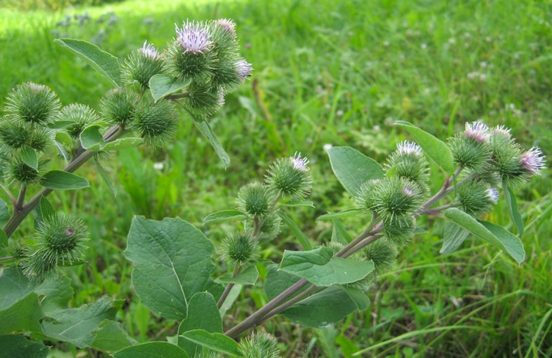 Лопух малый (Arctium Minus)