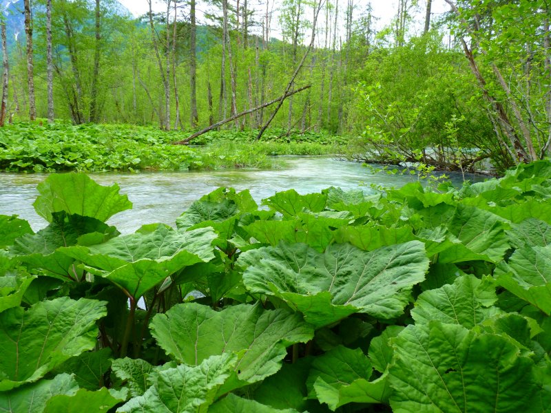 Лопух малый (Arctium Minus)
