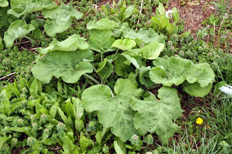 Репейник (Burdock)